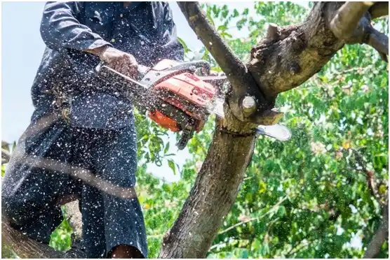 tree services Helena